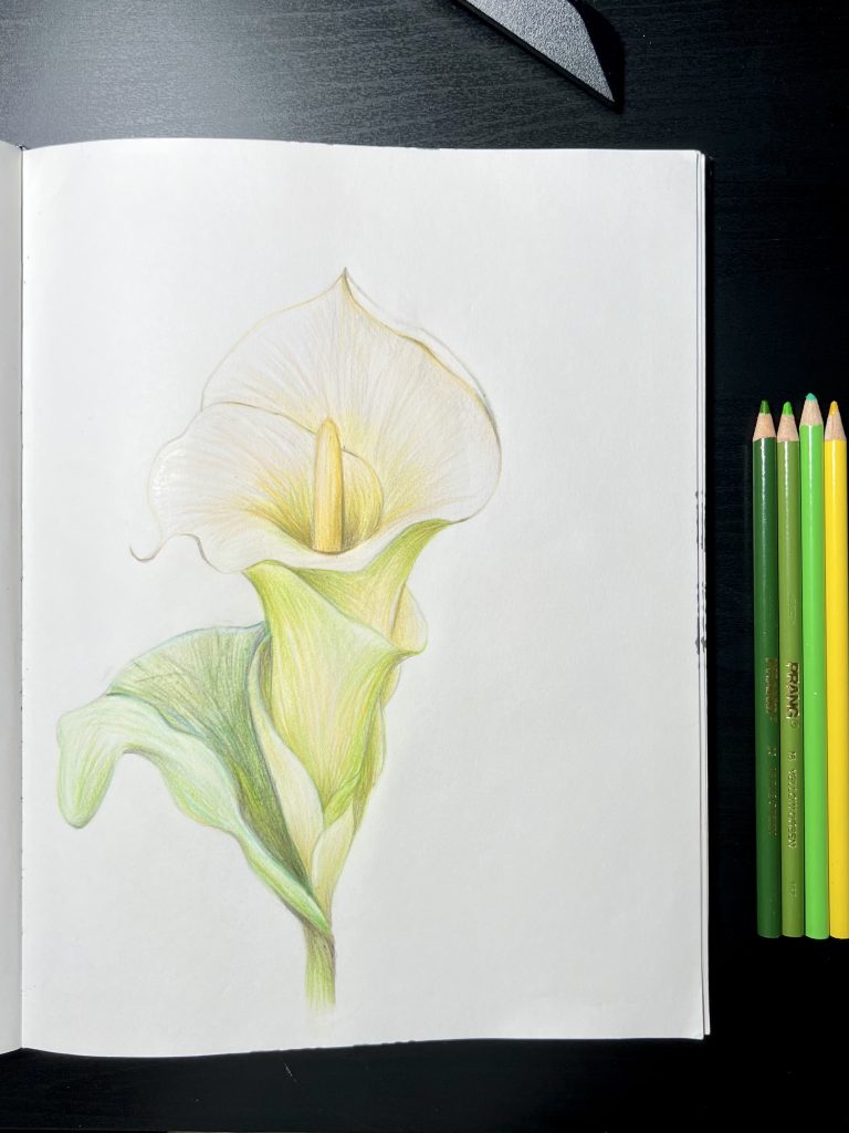 Color Pencils - White Calla Lily
