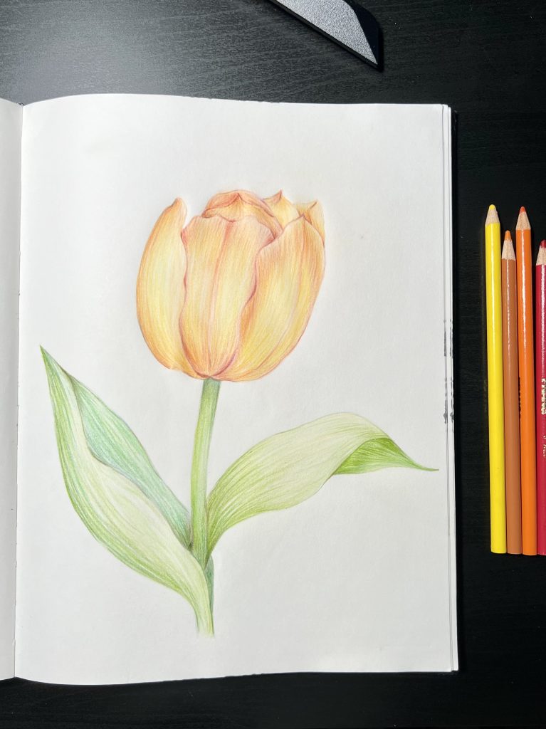 Color Pencils - Yellow Tulip