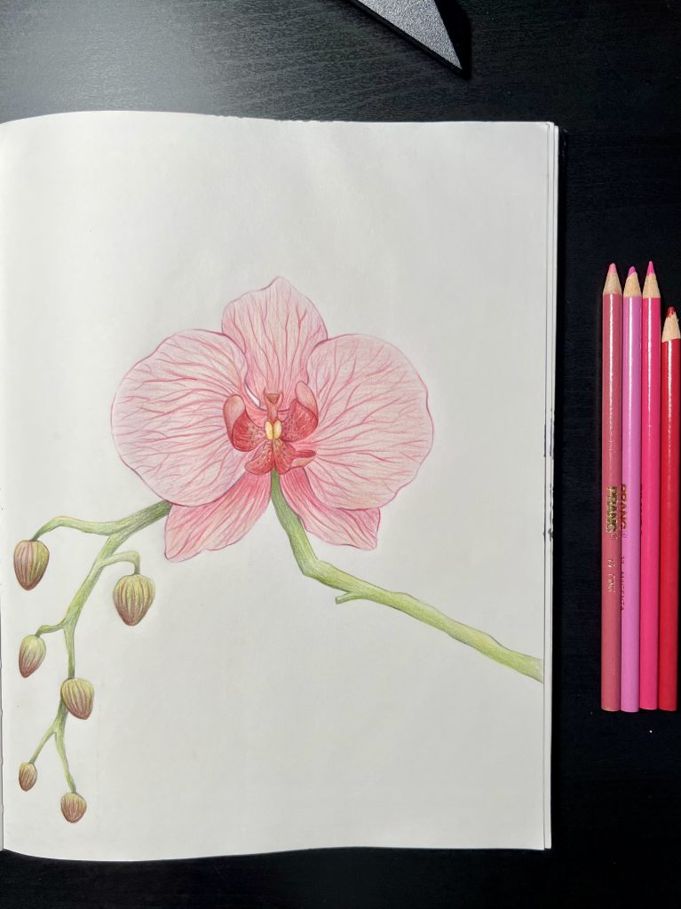 Color Pencils - Pink Orchid