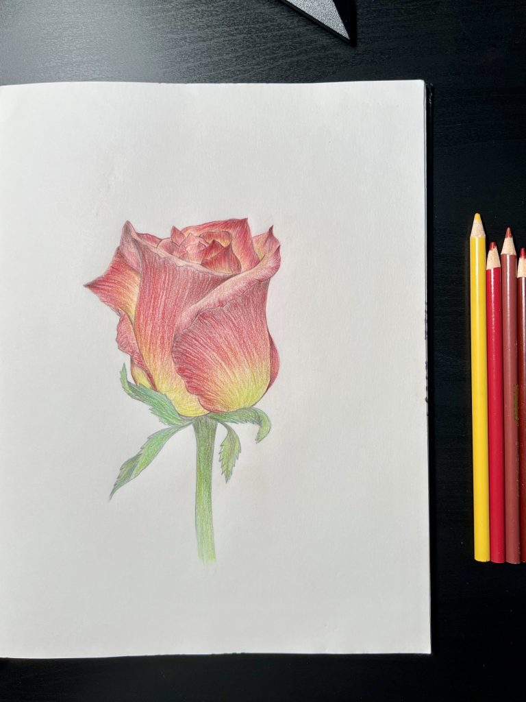 Color Pencils - Red Rose